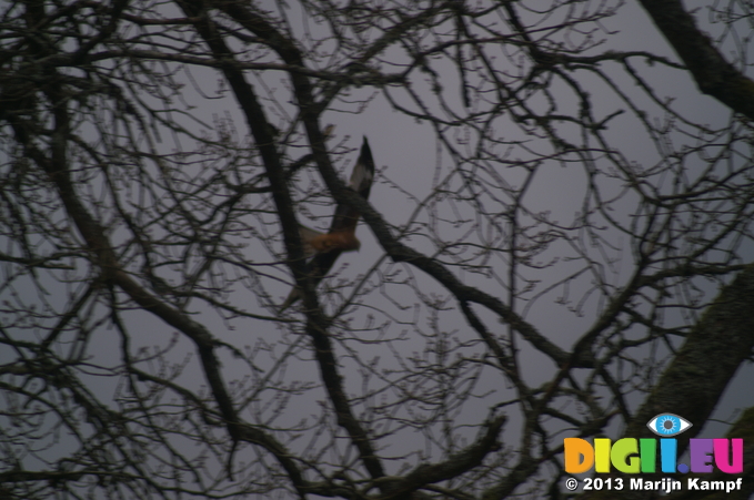 D7D00444 Red Kite (Milvus milvus) through tree branches